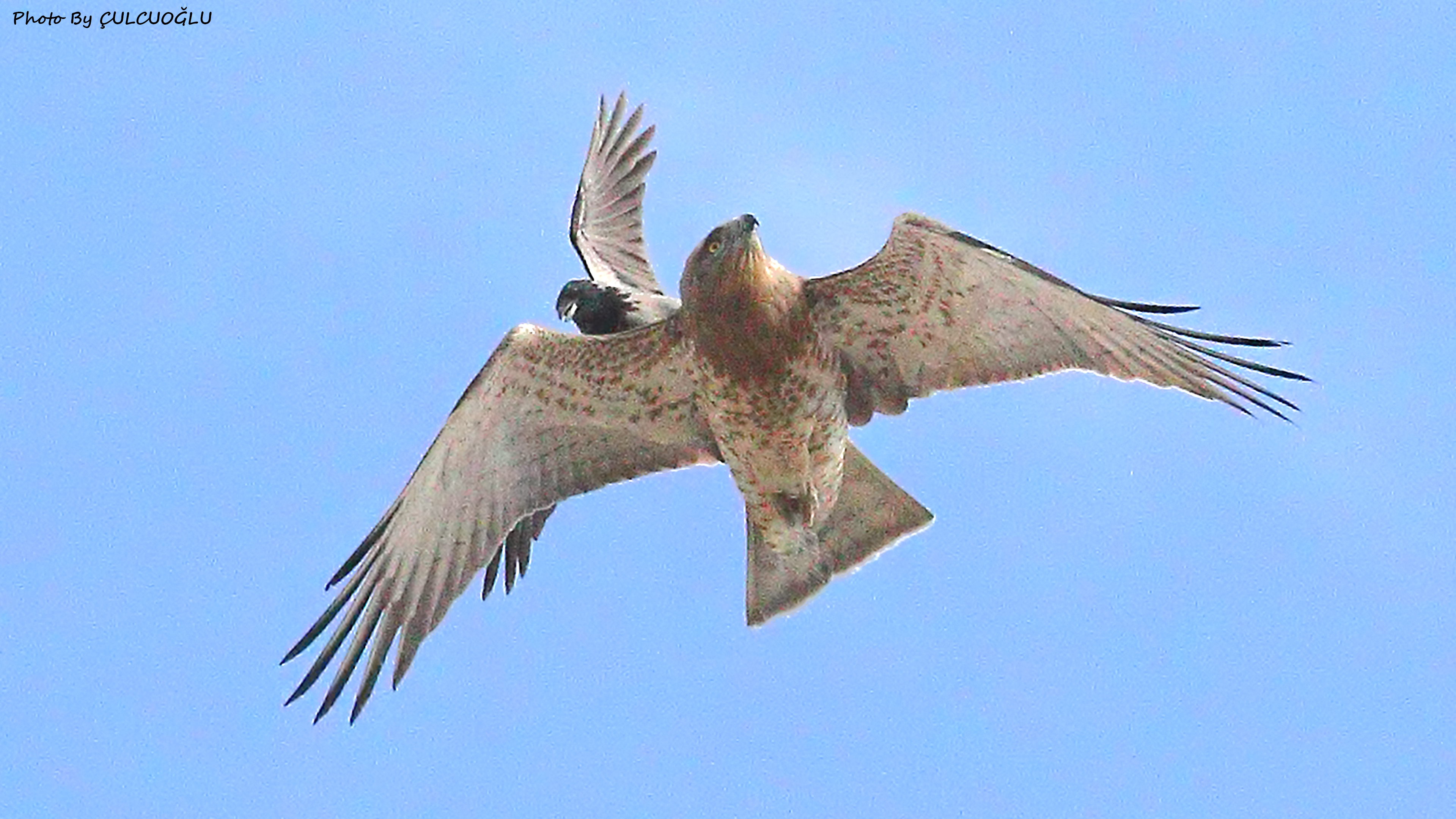 Short-toed Snake-Eagle
